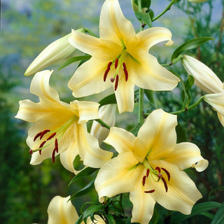 Lys géant - Honeymoon - Lilium - Point central du massif ou du jardin