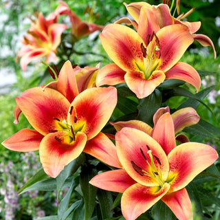 Lys géant - Montego Bay - Lilium - Lys spectaculaire pour massifs d’été