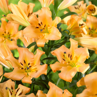 Lys géant - Saltarello - Lilium - Éclat estival orange clair