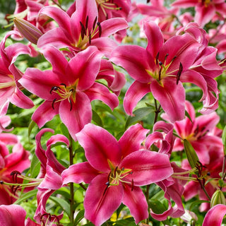 Lys géant - Sensi - Lilium - Fleurs roses nobles au jardin