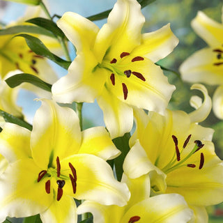 Lys géant - Conca D'or - Lilium - Fleurs en calice jaunes et blanches