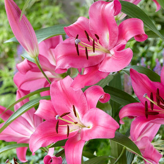 Lys géant - Robina - Lilium - Floraison durable tout l’été