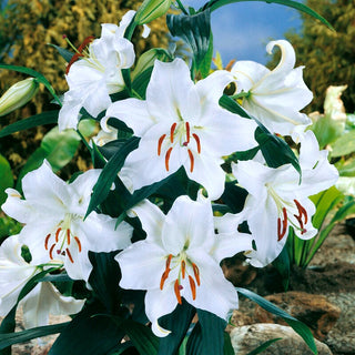Lys oriental - Casa Blanca - Lilium - Beauté orientale à floraison longue