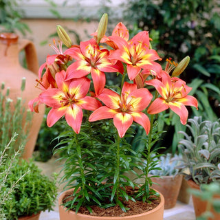 Lys asiatique - Forever Linda - Lilium - Crée des compositions estivales spectaculaires