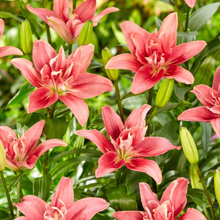 Lys - Double Lady - Lilium - Spectaculaire et résistant au jardin