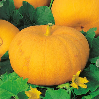 Potiron - Gele Reuzen - Variété traditionnelle à taille impressionnante - 100 g