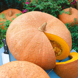 Pumpkin Jaune Gros de Paris - Gigantic Fruits up to 70 cm, Juicy, Sweet Flesh - Cucurbita maxima - Premium Seeds