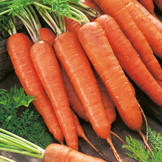 Carrot Rote Riesen 2 - Intensely Coloured, Excellent for Storage and Juices - Premium Seeds