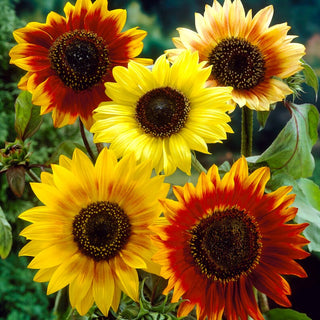 Tournesol Autumn Beauty - Idéal pour la décoration et comme engrais vert - Helianthus annuus - Sachet géant - 1 kg