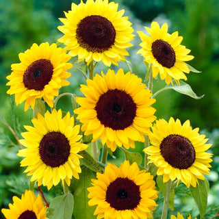 Tournesol Henry Wilde - Culture facile et croissance rapide jusqu’à 200 cm - Helianthus annuus - Sachet géant - 1 kg