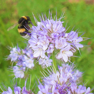 Phacélie - La meilleure plante mellifère, magnifiques fleurs bleues - Phacelia tanacetifolia - Grand sachet - 1 kg