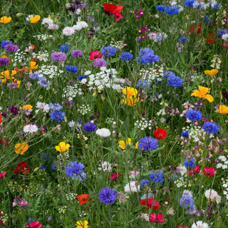 Plantes Mellifères - Mélange - Pâturage précieux pour les abeilles, favorise la biodiversité - Grand sachet - 1 kg