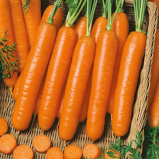 Carotte Berlikumer 2 - Variété tardive, excellente pour la conservation hivernale - Grand sachet - 50 g