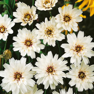 Cupid's Dart White - Low Maintenance, Abundant Flowering, for Rockeries and Borders - Catananche caerulea - Premium Seeds