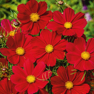 Dwarf Cosmos Sensation Red - Easy to Grow, Ideal for Borders and Bouquets - Cosmos bipinnatus - Premium Seeds
