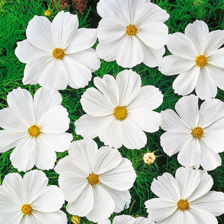 Dwarf Cosmos Sensation White - Refined Elegance, Flowers Adding Class to Any Border - Cosmos bipinnatus - Premium Seeds