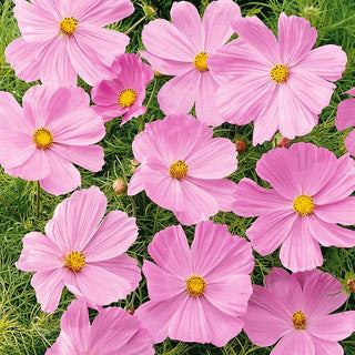 Dwarf Cosmos Sensation Pink - Rustic Touch, Perfect for Cottage and Rustic Gardens - Cosmos bipinnatus - Premium Seeds