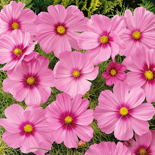 Dwarf Cosmos Sensation Pink with Blotch - Delicate Elegance - Cosmos bipinnatus - Premium Seeds