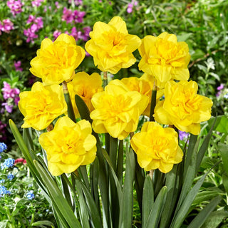 Narcisse - Yellow Dream - Narcissus - Accent doré dans chaque massif - 5 bulbes