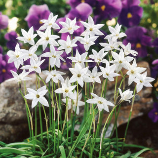 Iphéion - White Star - Arôme subtil, blanc enchanteur - 10 bulbes
