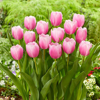 Tulipe - Argos - Tulipa - Rose pastel romantique - 5 bulbes