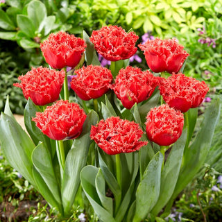 Tulipe - Bendigo - Tulipa - Couleur vive du jardin de printemps - 5 bulbes