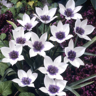 Tulipe - Alba Coerulea Ocul - Tulipa - Tulipe compacte pour pots - 5 bulbes