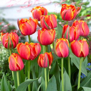 Tulipe - Queensday - Tulipa - intense, à fleurs doubles et denses - 5 bulbes