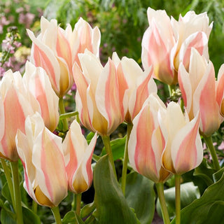 Tulipe - Serano - Tulipa - Fleurs rouges doubles classiques - 5 bulbes