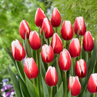 Tulipe - Timeless - Tulipa - Fleurs doubles, forme classique - 5 bulbes