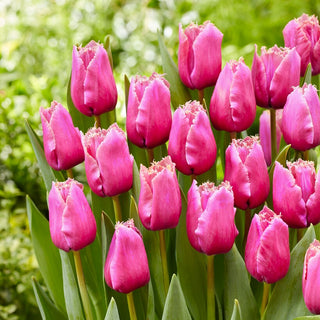 Tulipe - Louvre - Tulipa - Fleurs fringées, légèreté et couleur - 5 bulbes