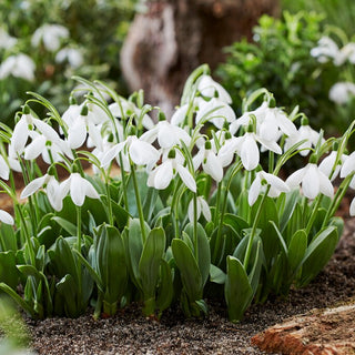 Perce-neige géante - Mount Everest - Galanthus - Première lueur blanche au jardin - 3 bulbes