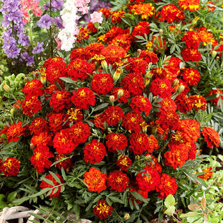 Dwarf French Marigold Red Cherry - Explosion of Mahogany Elegance with Shiny Golden Centres - Tagetes patula nana - Premium Seeds