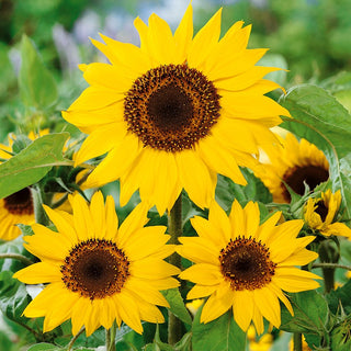 Sunflower Henry Wilde - Explosion of Beauty, Attracting Butterflies and Bees - Helianthus annuus - Premium Seeds
