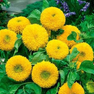 Tournesol Teddy Bear - Fleurs doubles, duveteuses, parfait pour les pots - Helianthus annuus - Grand sachet - 100 g