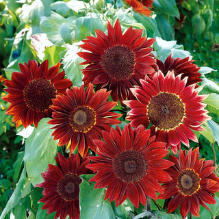 Turnesol Moulin Rouge - Fleurs acajou rouge magnifiques - Helianthus annuus - Grand sachet - 100 g