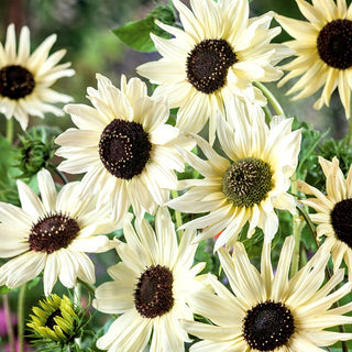 Tournesol Italian White - Accent spectaculaire, parfait pour les bouquets - Helianthus debilis - 100 g