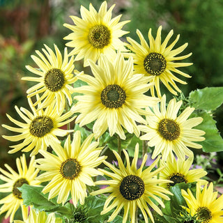 Tournesol Italian Green Heart - Fleurs vertes abondantes et exceptionnelles - Helianthus debilis - 100 g