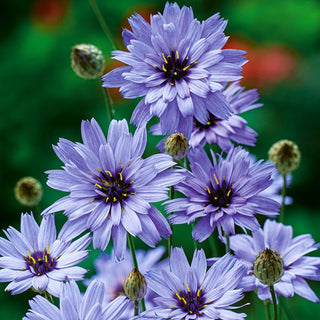 Cupid's Dart Blue - Charming Decoration, Ideal for Rock Gardens and Borders - Catananche caerulea - Premium Seeds