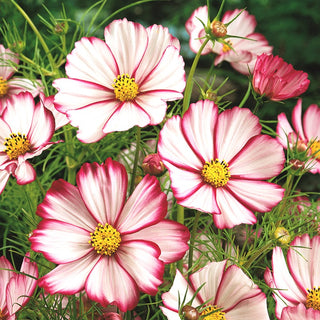 Cosmos Picotee - Striking Garden Ornament - Cosmos bipinnatus - Premium Seeds