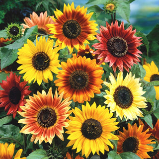 Sunflower Autumn Beauty - Blooming Madness - Helianthus annuus - Premium Seeds