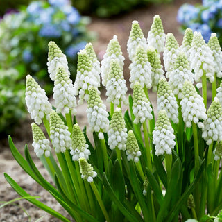 Muscari - White Pearl - Tapis blanc subtil de fleurs - 5 bulbes