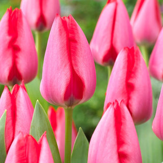 Tulipe - Trick - Tulipa - Variété expressive et spectaculaire - 5 bulbes