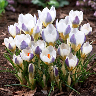 Crocus - Blue Bird - Apporte une légèreté exceptionnelle aux compositions - 10 bulbes