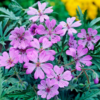 Géranium tubéreux - Geranium tuberosum - Fleurs au charme unique - 5 tubercules