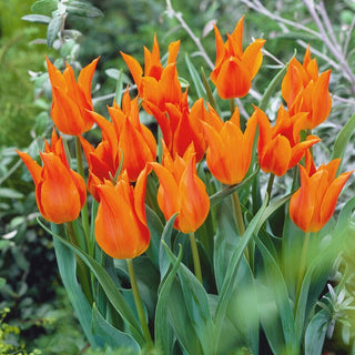 Tulipe à fleurs de lys - orange - Tulipa - Fleurs élancées, effet intense - 5 bulbes