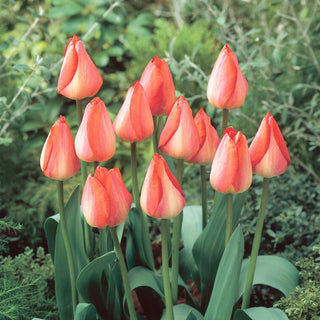 Tulipe - Big Chief - Tulipa - Effet orange rose spectaculaire - 5 bulbes