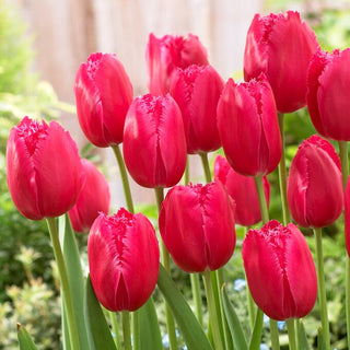 Tulipe - Burgundy Lace - Tulipa - Pétales ondulés, effet sensationnel - 5 bulbes