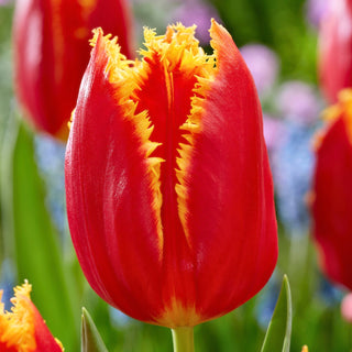 Tulipe - Fabio - Tulipa - Forme classique, couleur intense - 5 bulbes