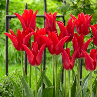Tulipe - Moneymaker - Tulipa - Fleurit fidèlement chaque année - 5 bulbes